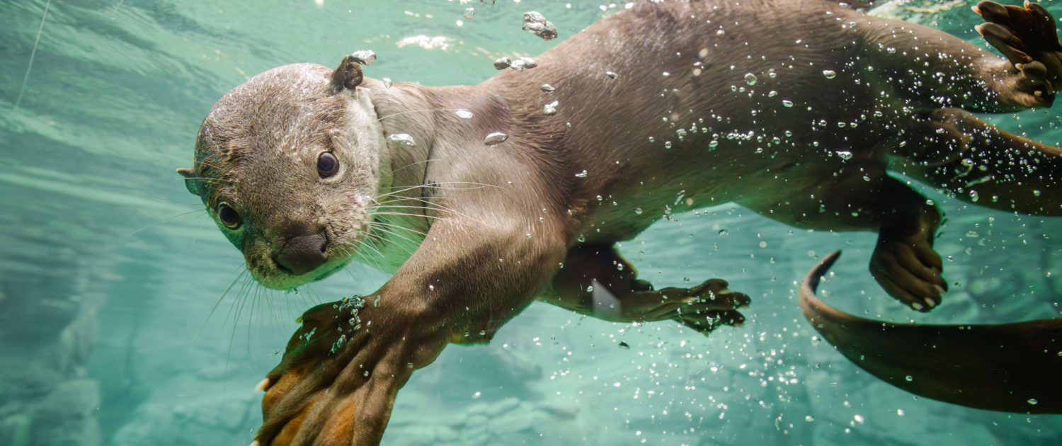Otter im Zoo Dresden